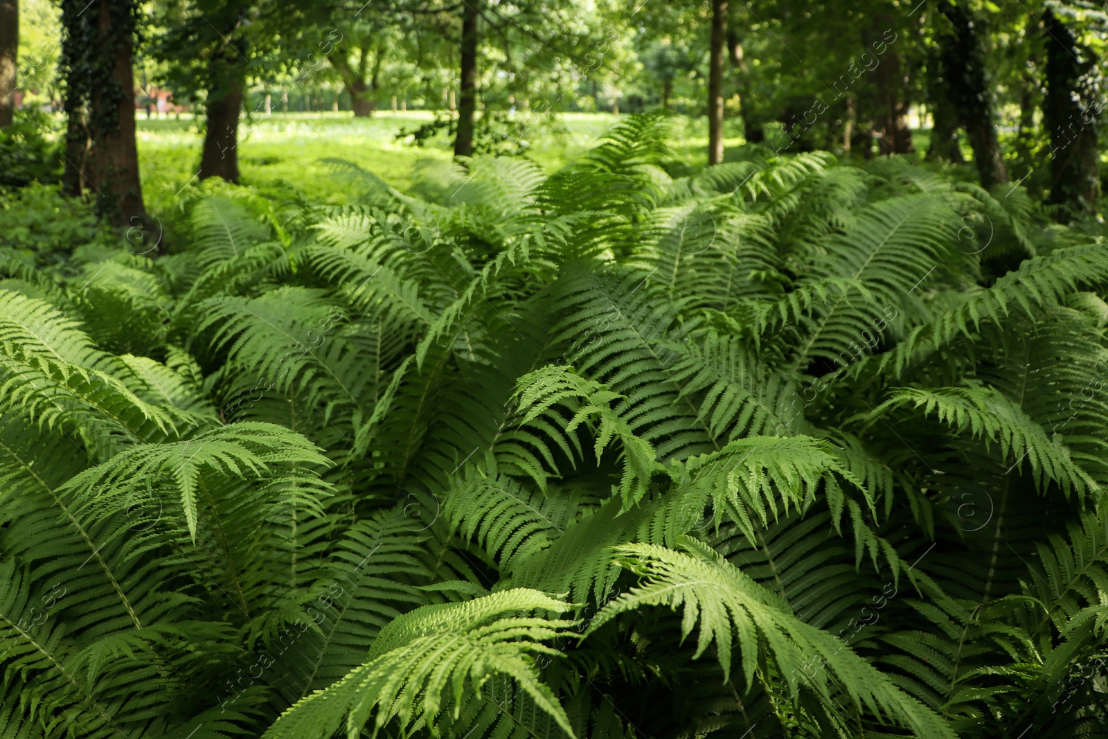 Photo of Beautiful fern with lush green leaves growing outdoors