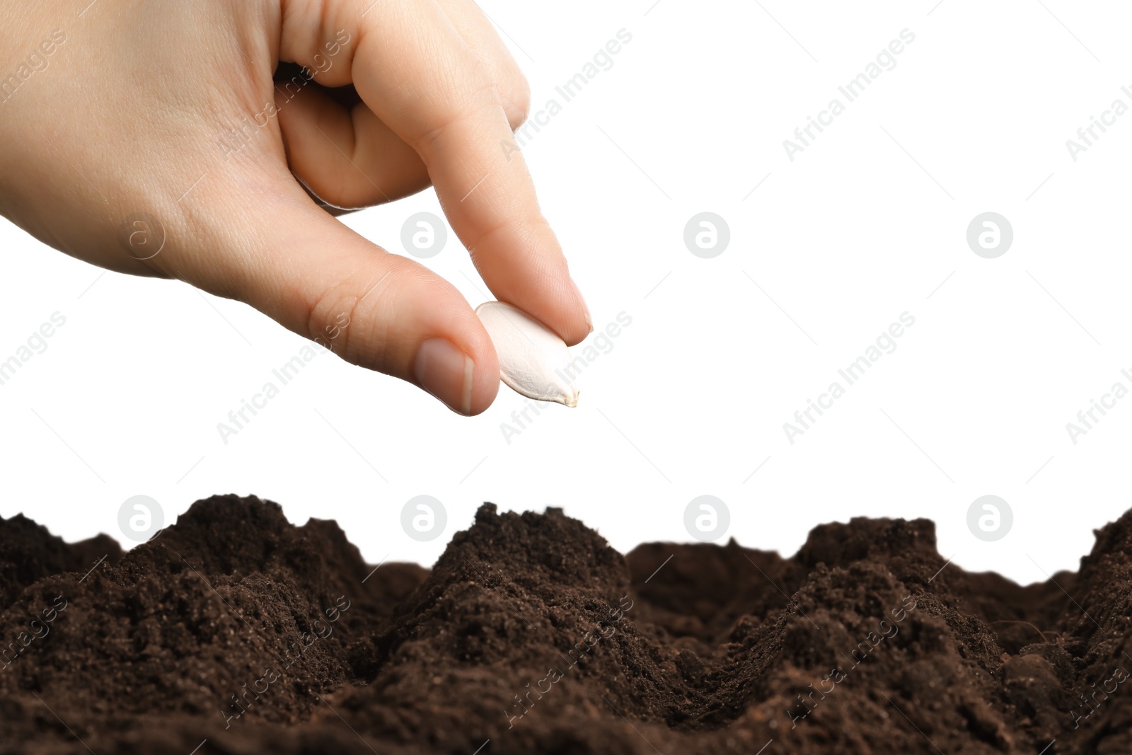 Photo of Woman putting pumpkin seed into fertile soil against white background, closeup. Vegetable planting