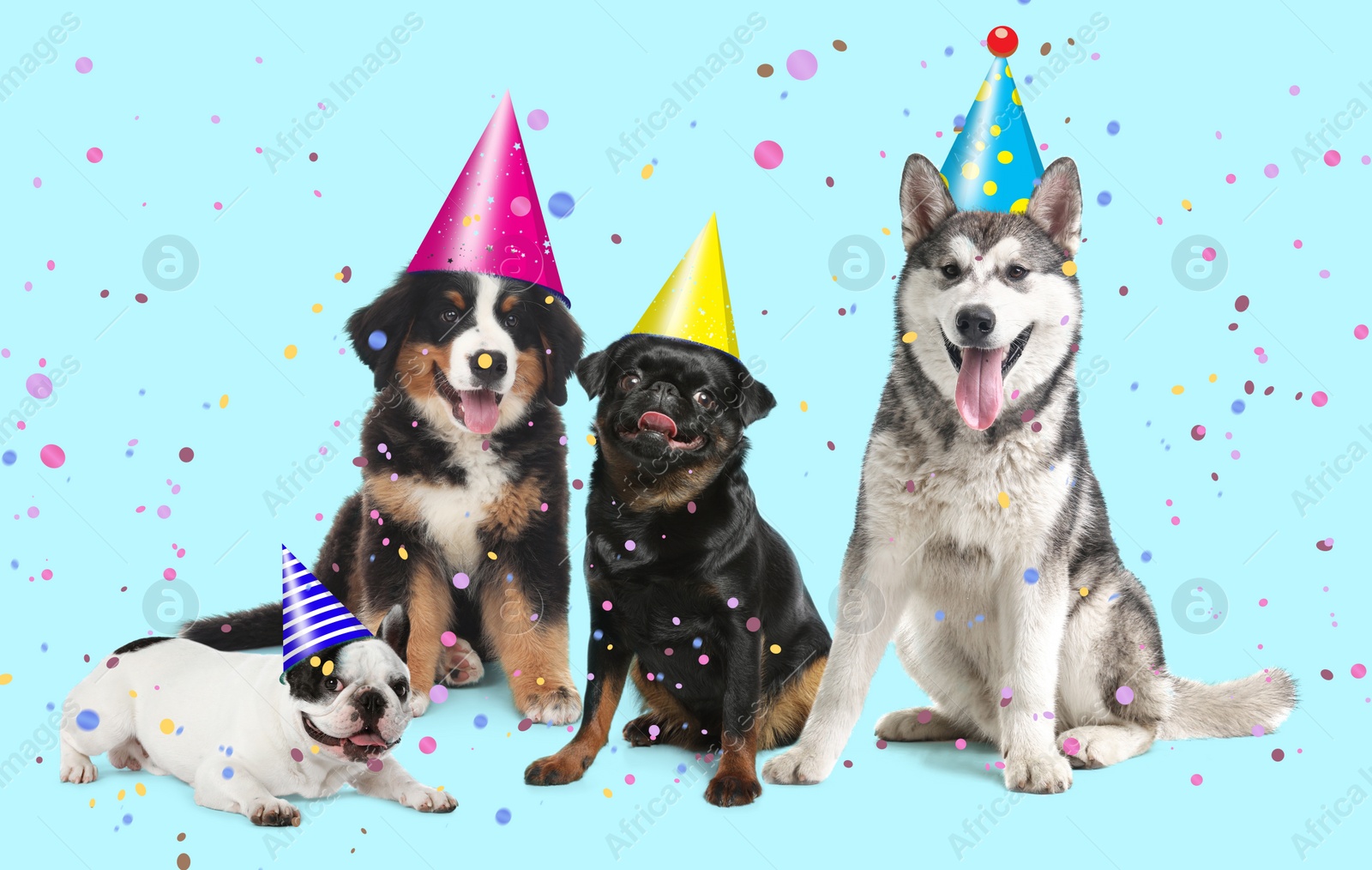 Image of Adorable dogs with party hats on turquoise background