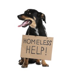 Photo of Cute dog with sign Homeless Help! on white background. Lost pet