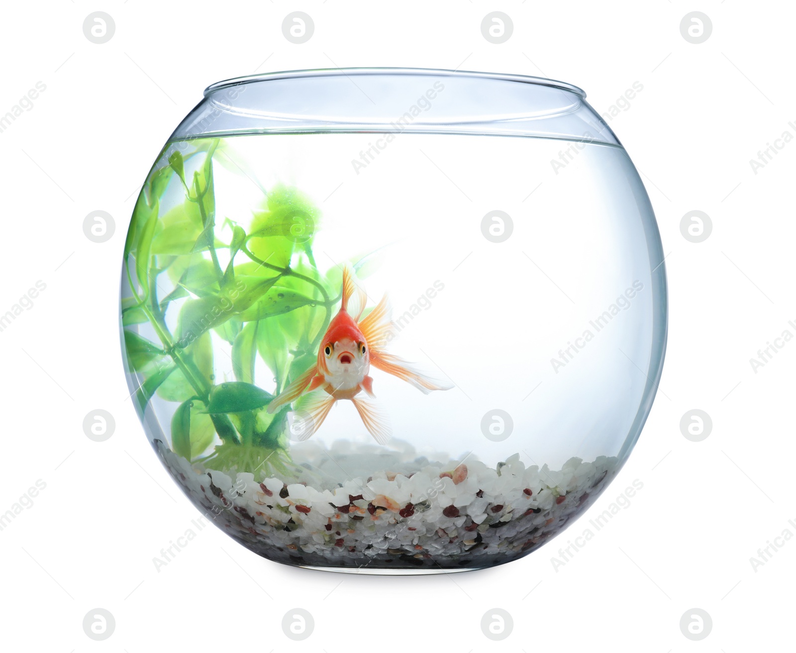 Photo of Beautiful bright small goldfish in round glass aquarium isolated on white