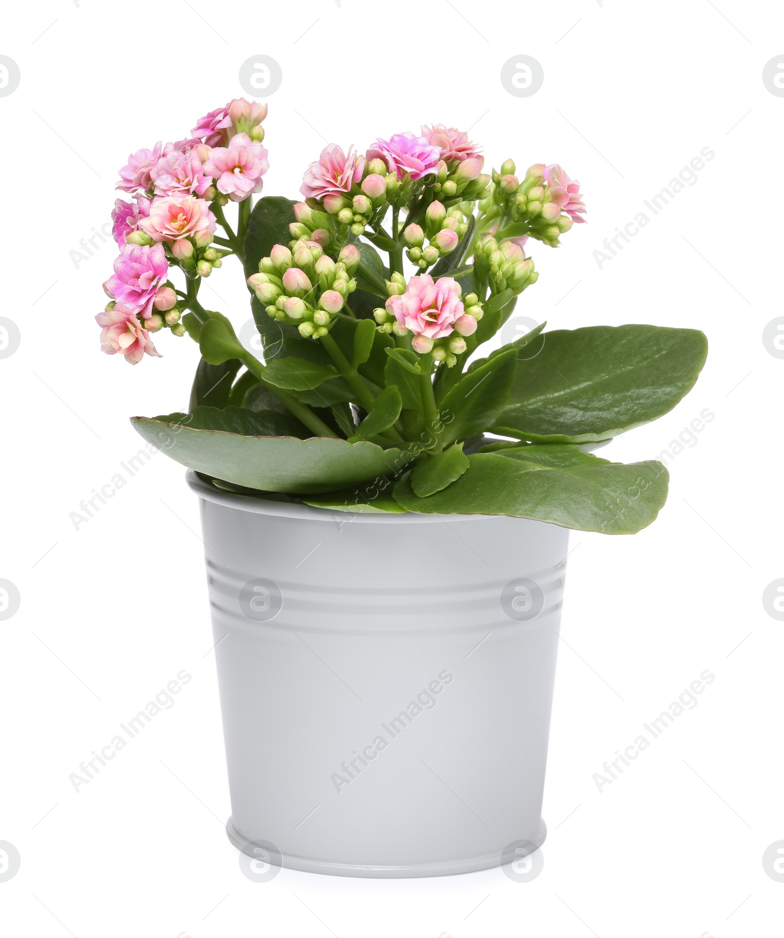 Photo of Kalanchoe flower in stylish pot isolated on white