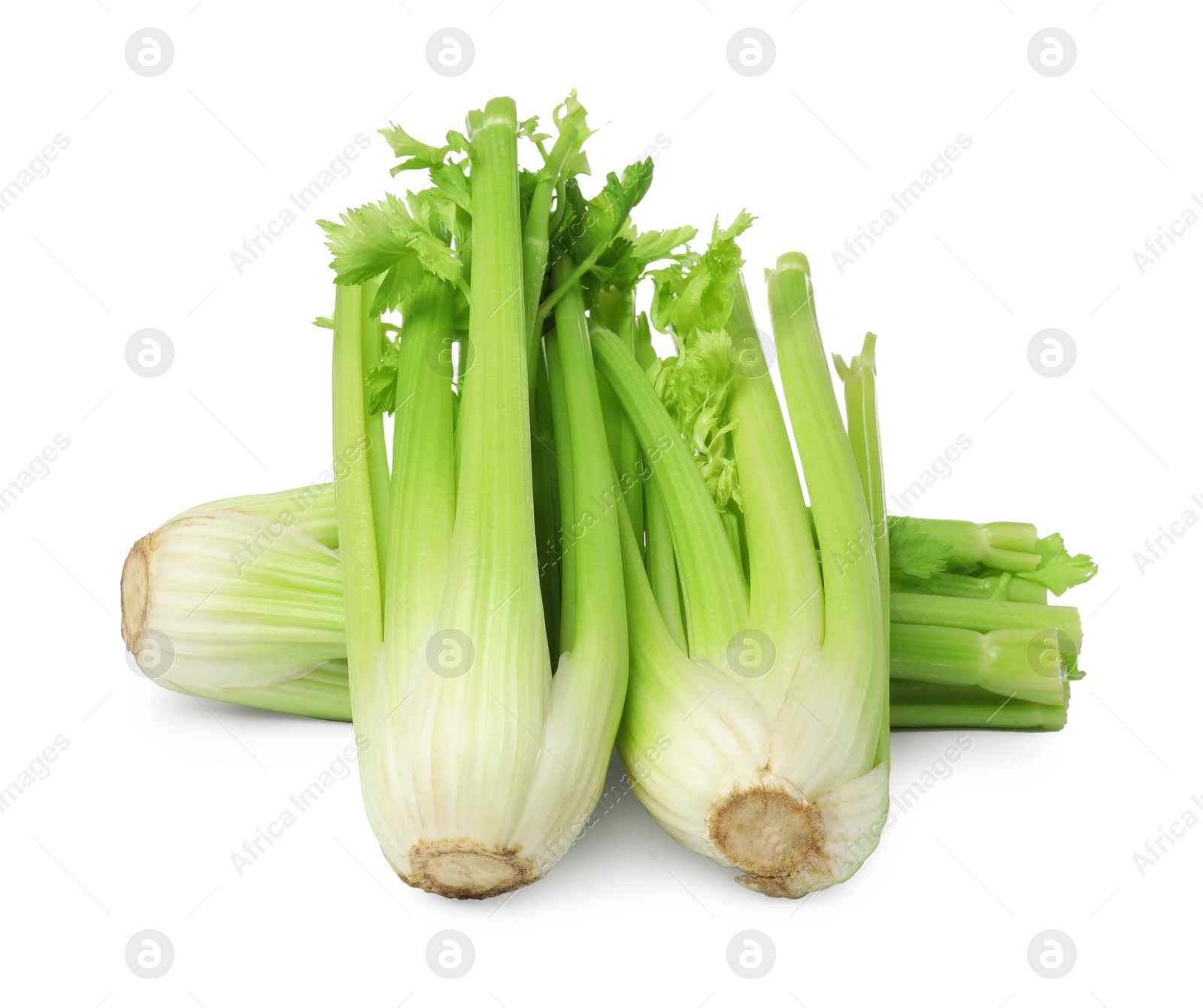 Photo of Fresh green celery bunches isolated on white