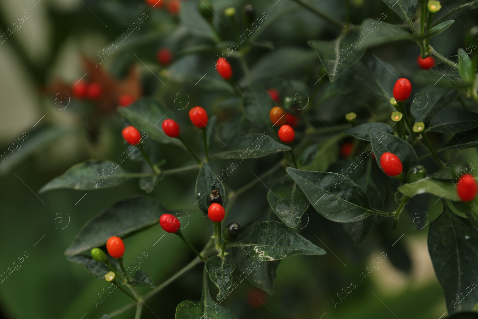 Photo of Chili pepper plant growing in garden outdoors, closeup