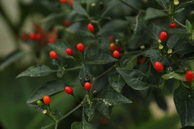 Photo of Chili pepper plant growing in garden outdoors, closeup