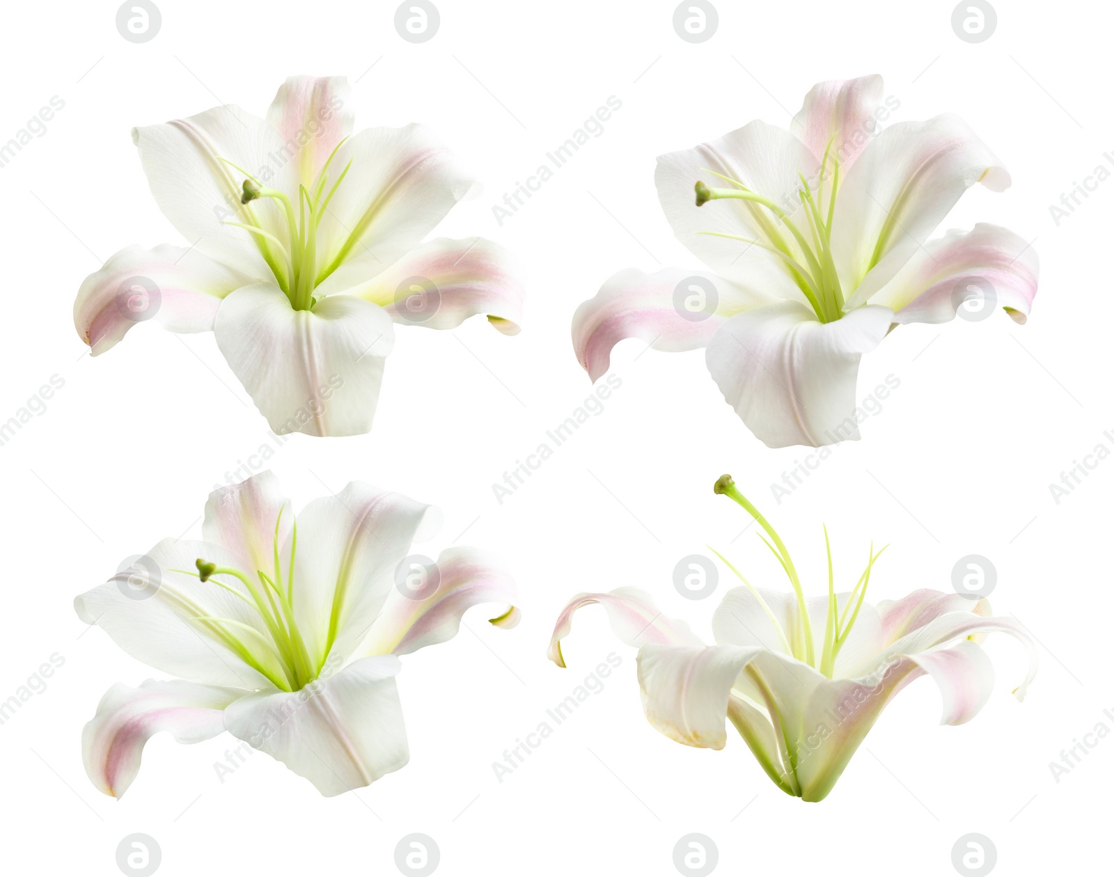 Image of Set of beautiful blooming lilies on white background