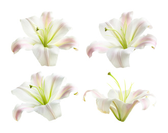 Image of Set of beautiful blooming lilies on white background