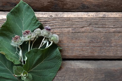 Photo of Fresh green burdock leaves and flowers on wooden table, flat lay. Space for text