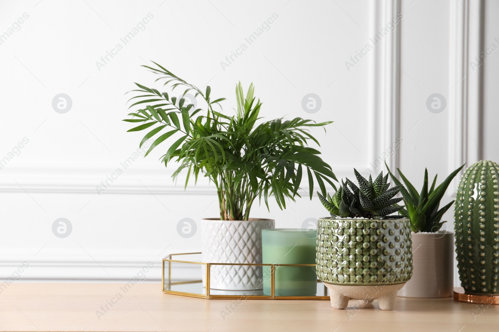 Photo of Beautiful Chamaedorea, Aloe and Haworthia in pots with decor on wooden table, space for text. Different house plants