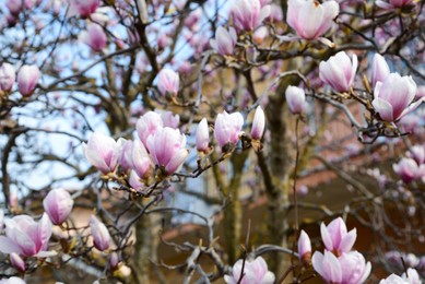 Photo of Closeup view of beautiful blossoming magnolia tree outdoors