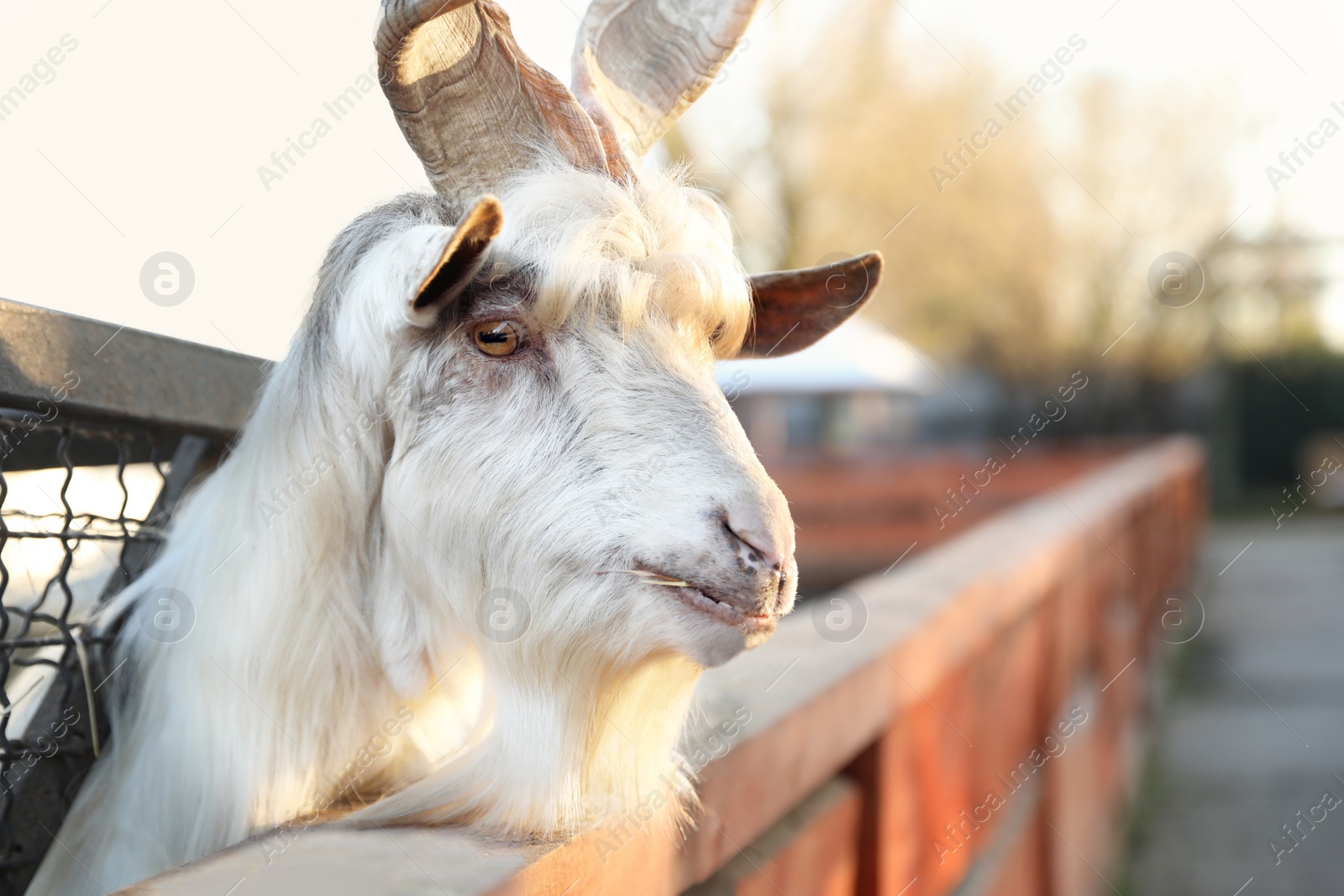 Photo of Beautiful Girgentana Goat inside of paddock in zoo