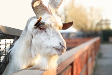 Beautiful Girgentana Goat inside of paddock in zoo