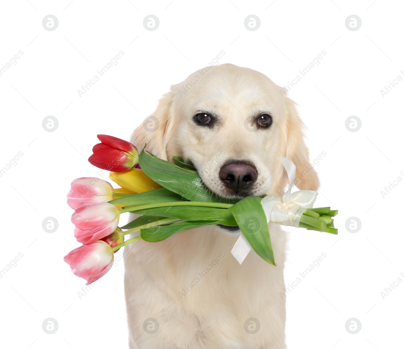 Photo of Cute Labrador Retriever with beautiful tulip flowers on white background