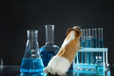 Photo of Guinea pig and laboratory glassware on table. Animal testing