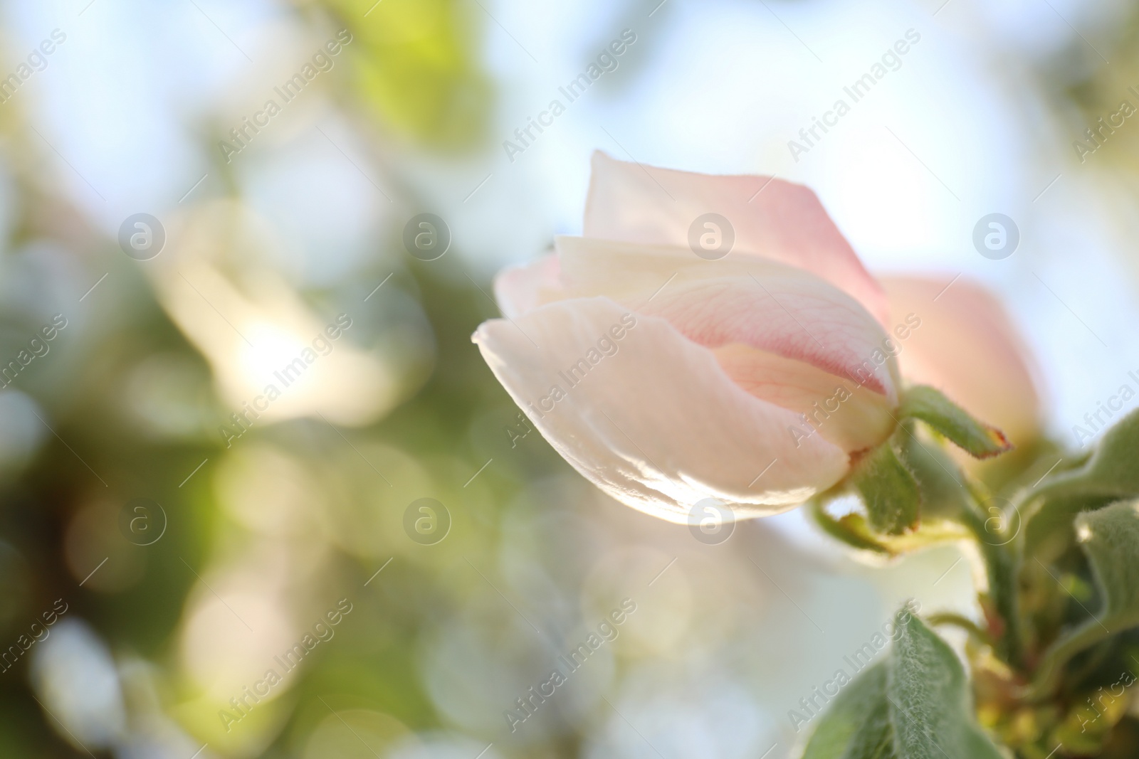 Photo of Closeup view of beautiful blossoming quince tree outdoors on spring day