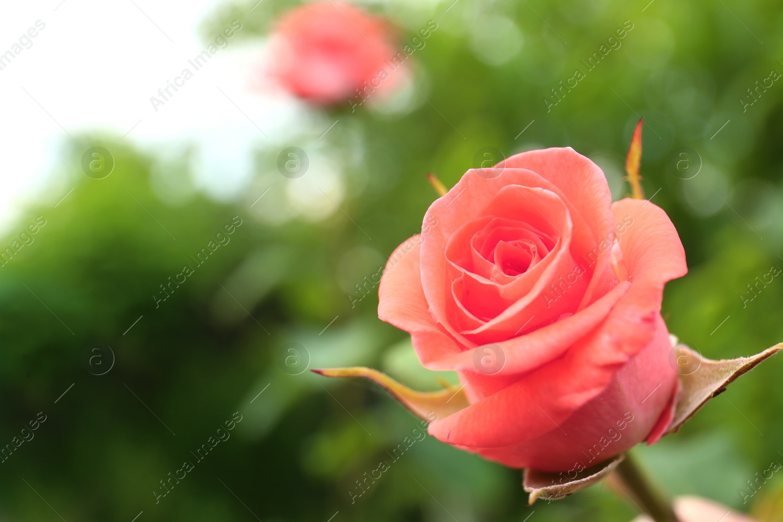 Photo of Beautiful blooming rose in garden, closeup view. Space for text