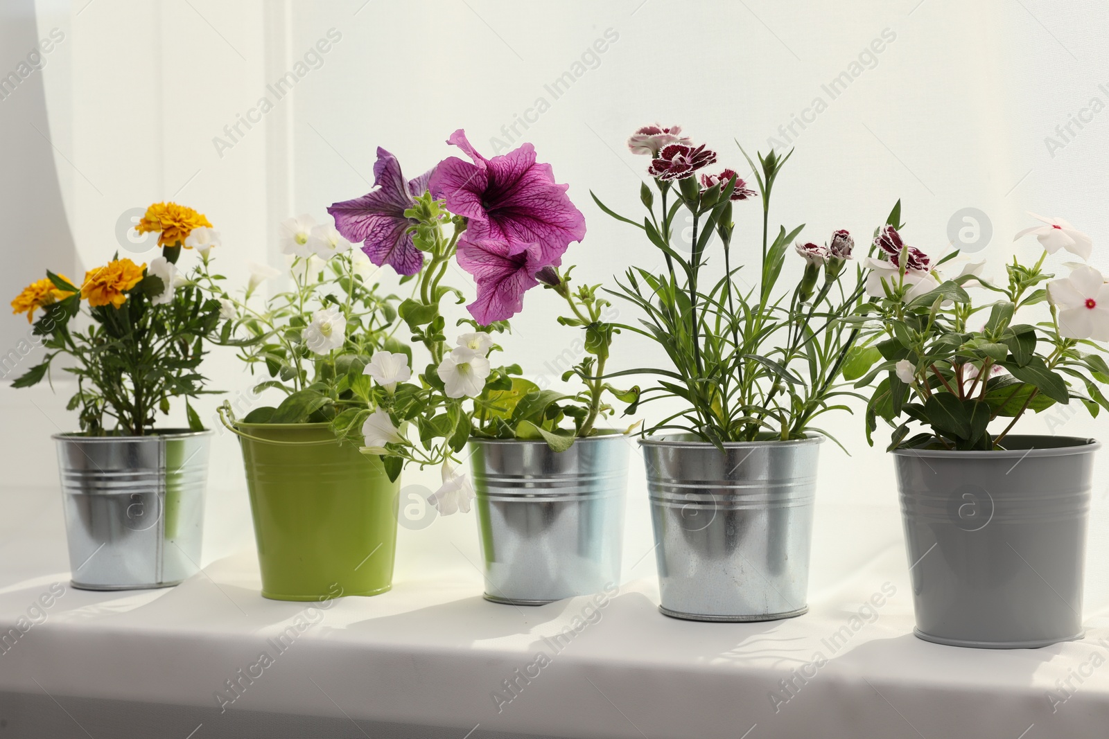 Photo of Different beautiful flowers in pots on windowsill