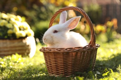 Photo of Cute white rabbit in wicker basket on grass outdoors