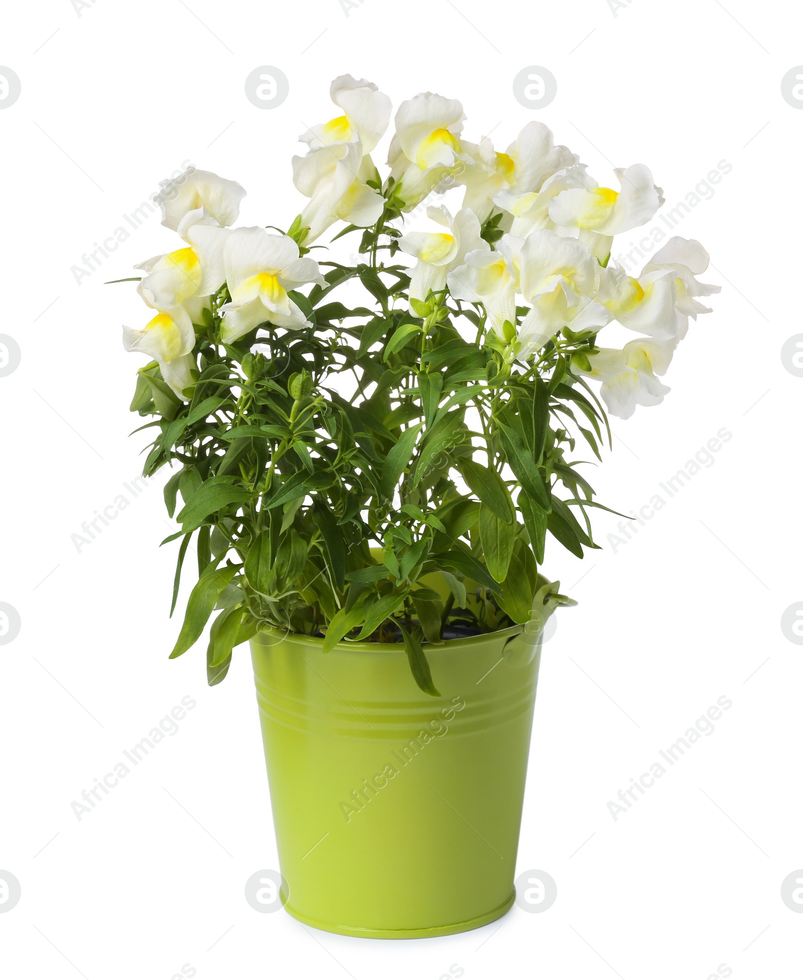 Photo of Beautiful snapdragon flowers in green pot isolated on white