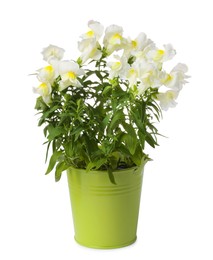 Photo of Beautiful snapdragon flowers in green pot isolated on white