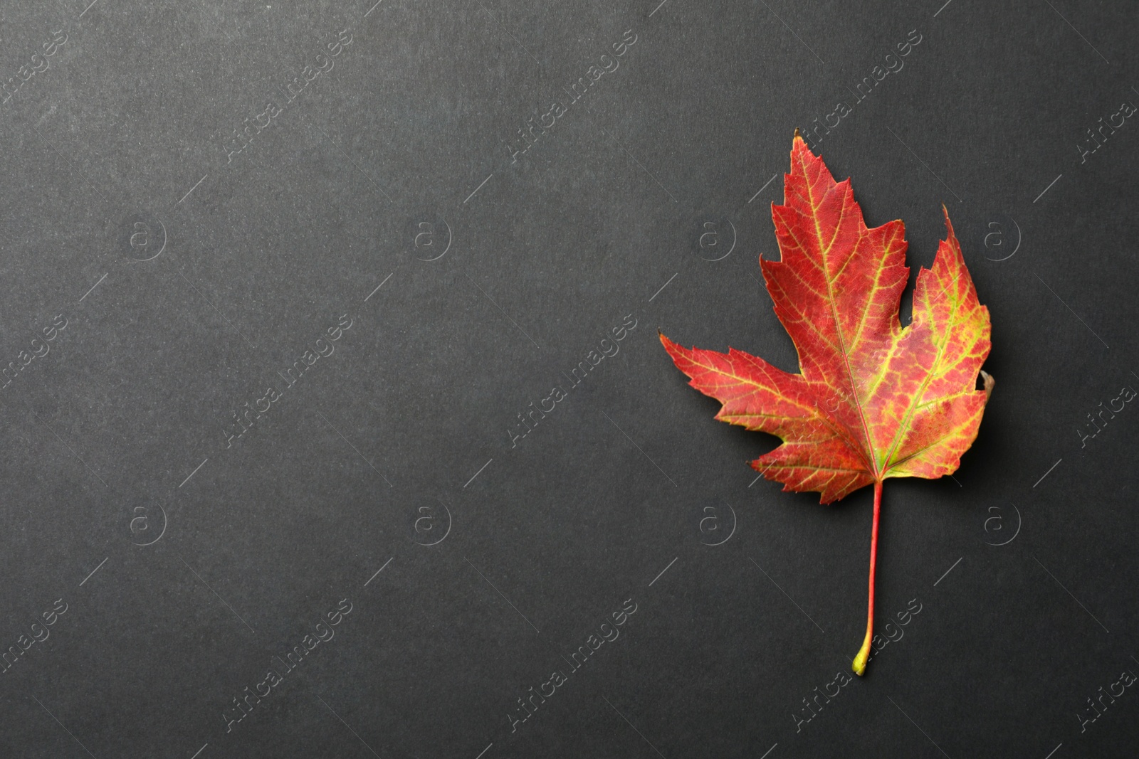 Photo of Beautiful autumn leaf on black background, top view. Space for text
