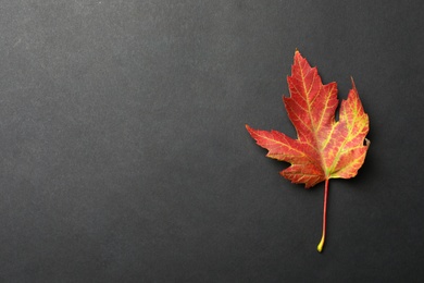 Beautiful autumn leaf on black background, top view. Space for text