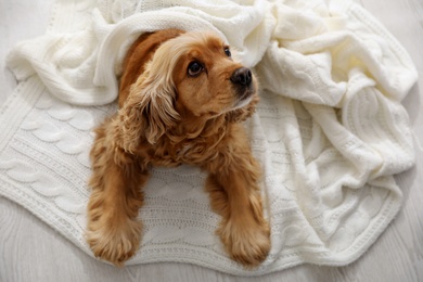 Photo of Cute English cocker spaniel dog with plaid on floor, above view