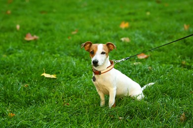 Photo of Adorable Jack Russell Terrier on green grass. Dog walking