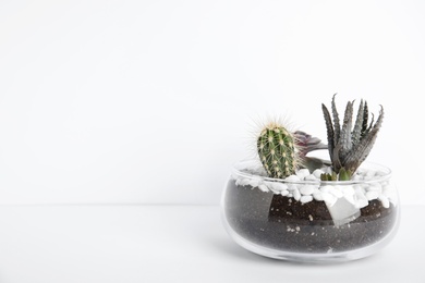 Photo of Glass florarium with different succulents on white background