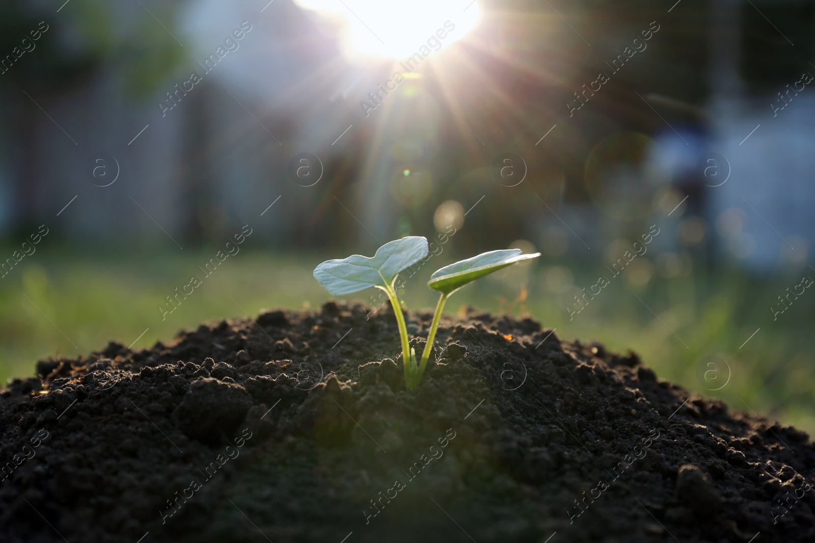 Photo of Beautiful young seedling growing in ground outdoors
