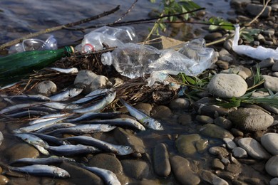 Photo of Dead fishes and trash near river. Environmental pollution concept