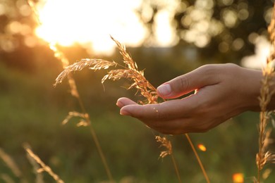 Photo of Woman walking through meadow and touching reed grass at sunset, closeup. Space for text