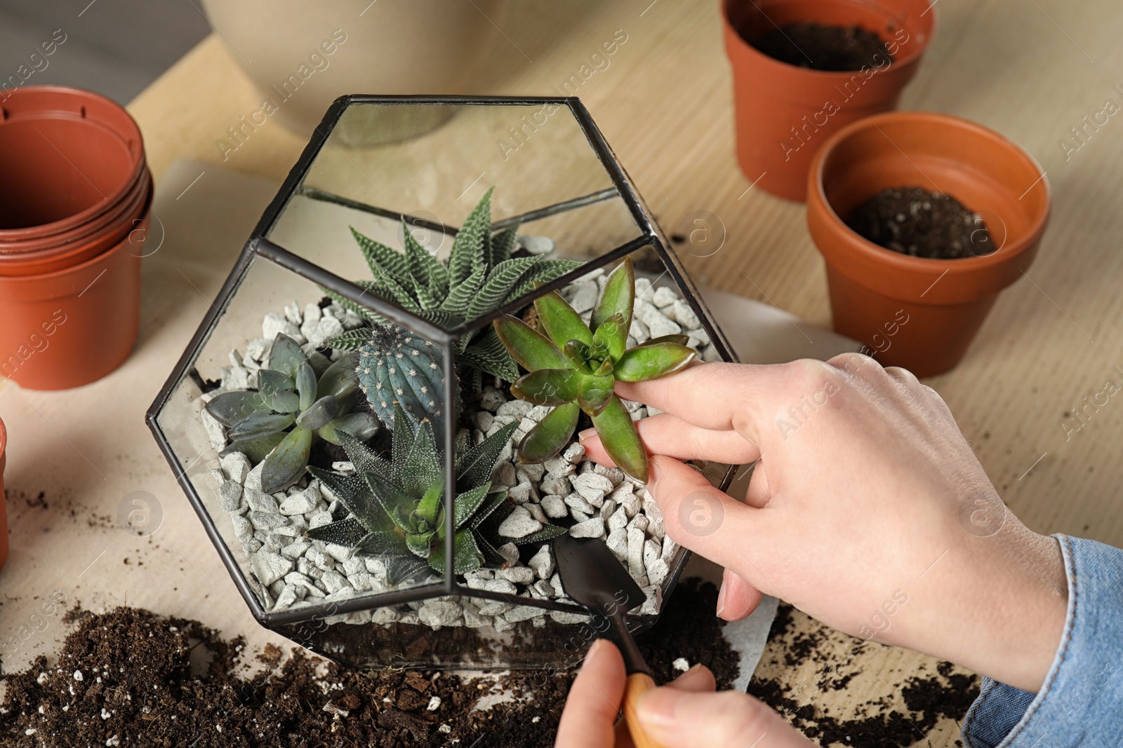 Photo of Woman transplanting home plants into florarium at table, closeup