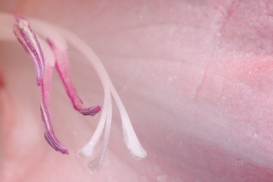 Photo of Beautiful pink gladiolus flower with water drops as background, macro view
