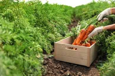 Photo of Woman putting fresh carrots into wooden crate on field, closeup. Organic farming