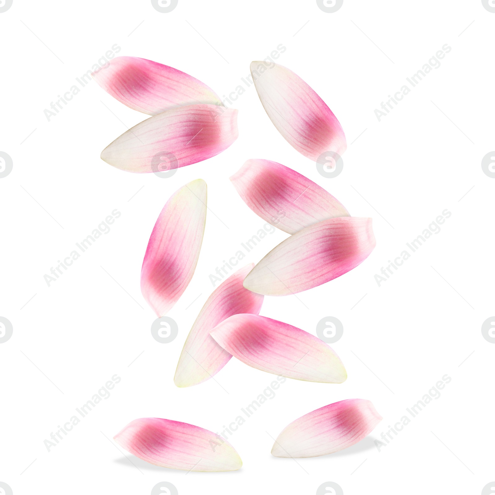 Image of Pink lotus flower petals falling on white background