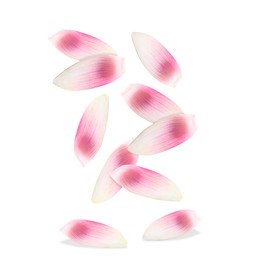 Image of Pink lotus flower petals falling on white background