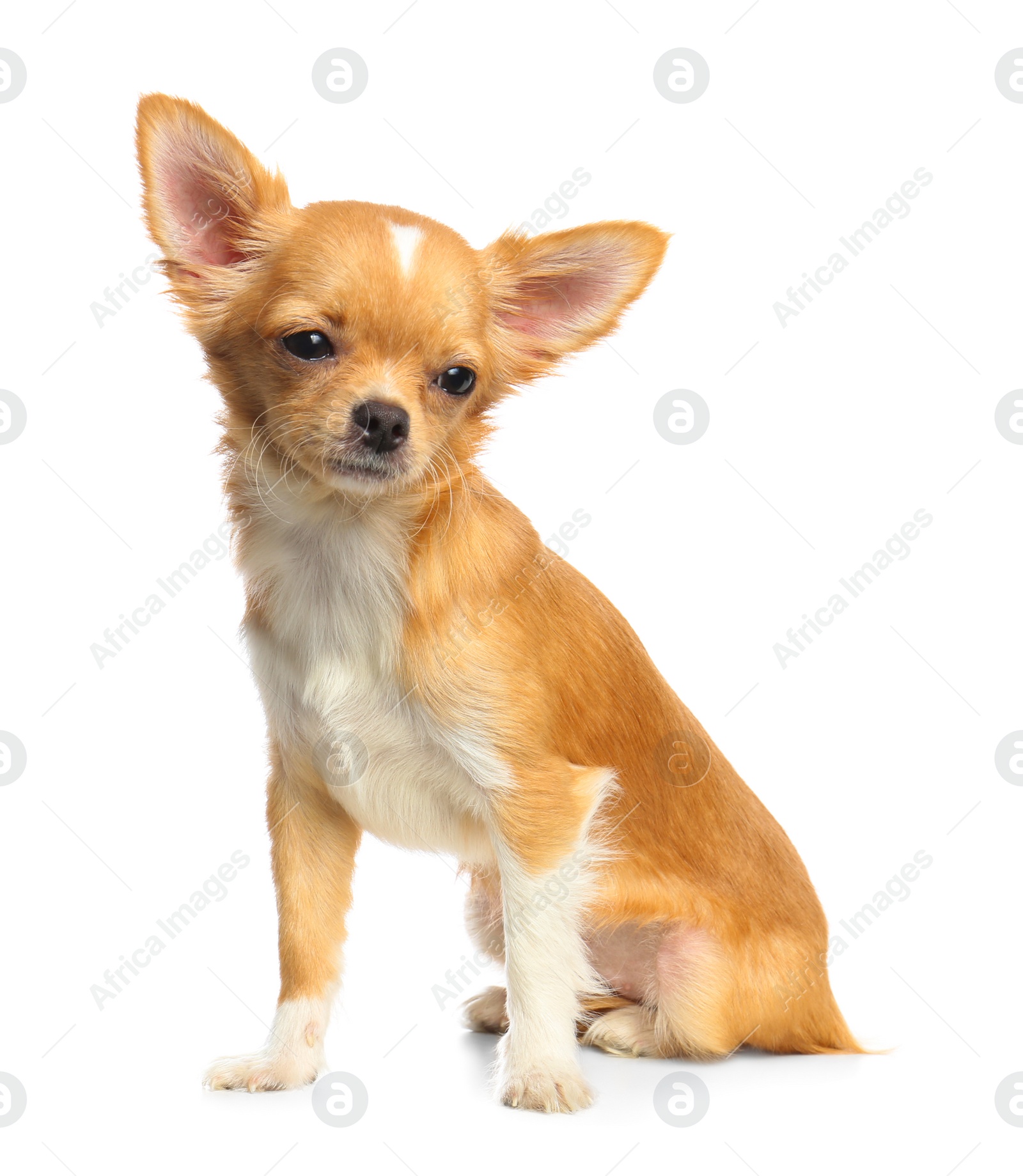 Photo of Cute small Chihuahua dog on white background