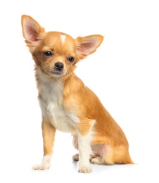 Cute small Chihuahua dog on white background