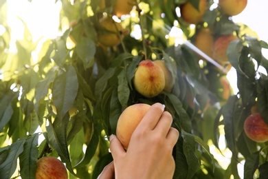 Photo of Woman picking ripe peach from tree outdoors, closeup