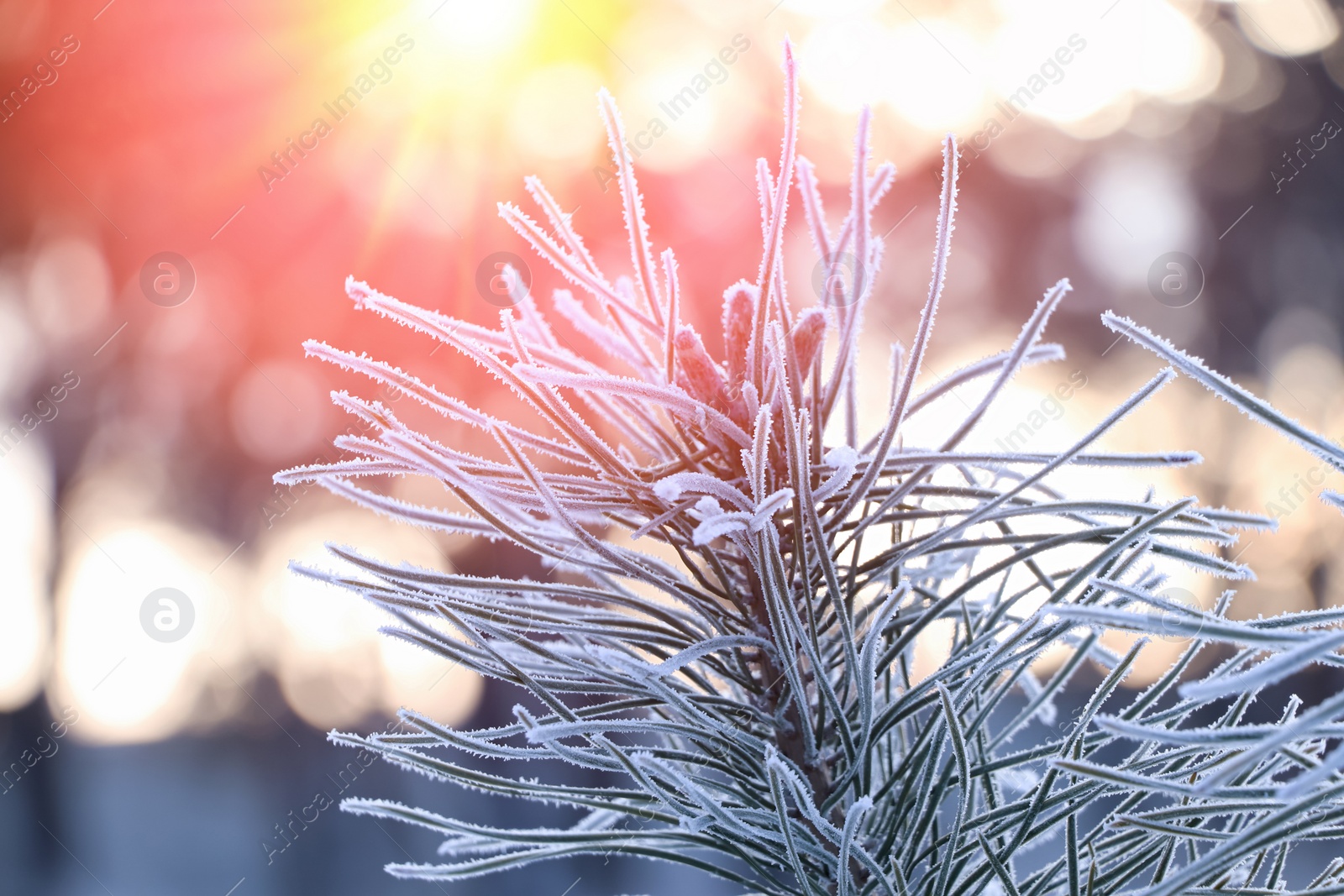 Image of Amazing winter morning. Beautiful conifer tree branch covered with snow, closeup 