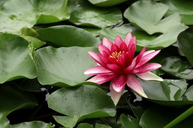 Beautiful pink lotus flower and leaves in pond