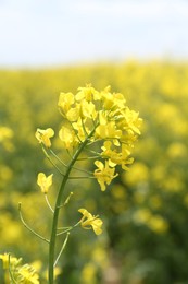 Photo of Beautiful rapeseed flowers blooming outdoors, closeup view