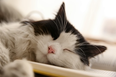 Adorable cat lying on open book, closeup