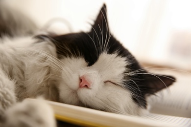 Photo of Adorable cat lying on open book, closeup