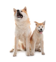 Adorable Akita Inu dog and puppy isolated on white