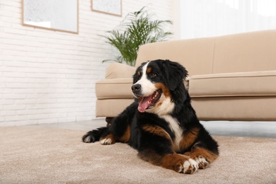 Photo of Bernese mountain dog lying on carpet in living room