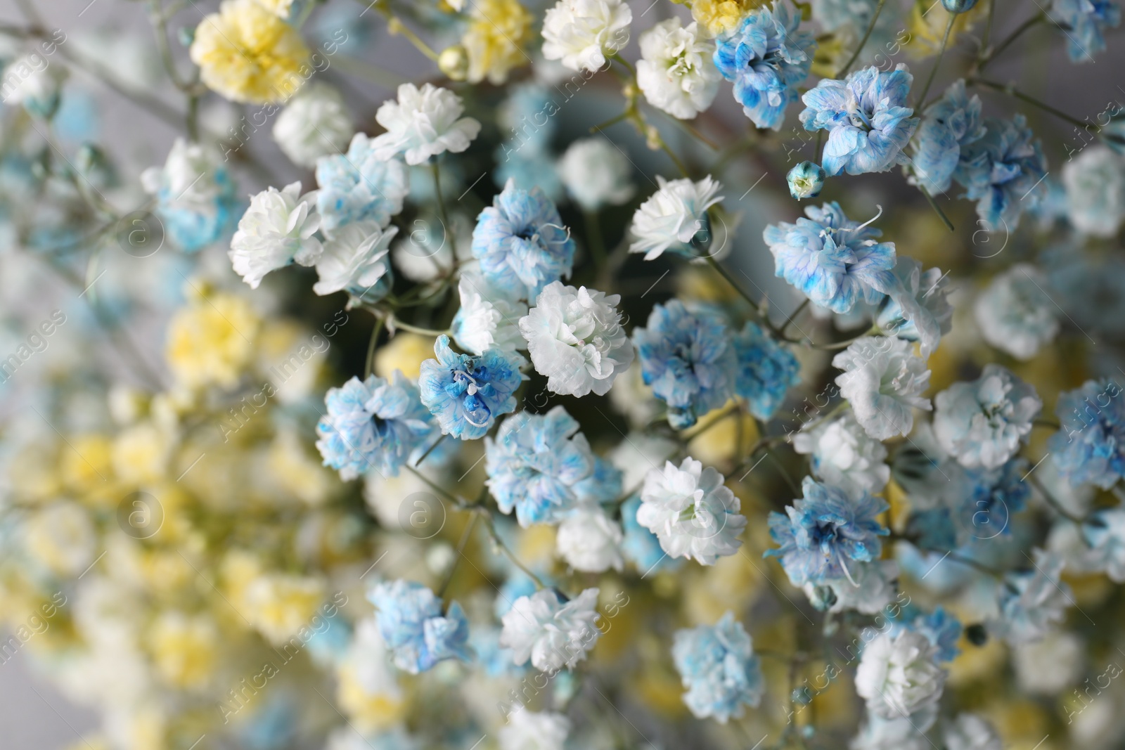 Photo of Many beautiful dyed gypsophila flowers, closeup view