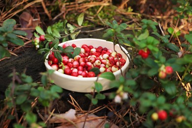 Bowl of delicious ripe red lingonberries outdoors