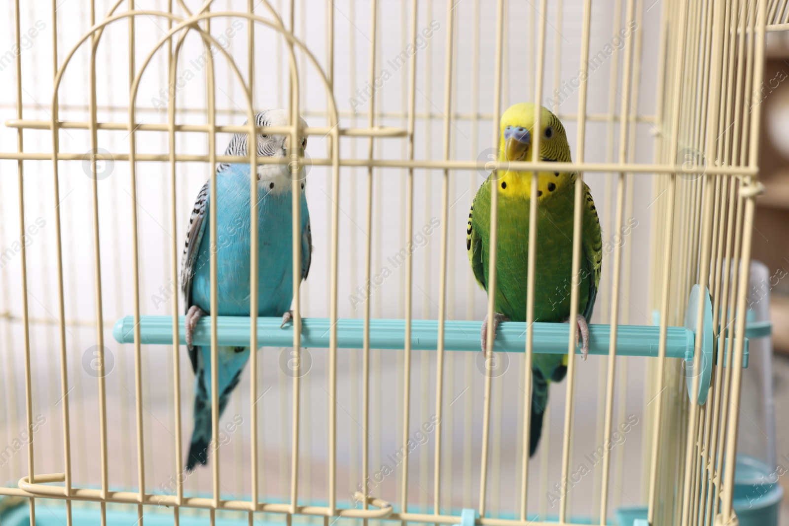 Photo of Beautiful bright parrots in cage indoors. Exotic pets